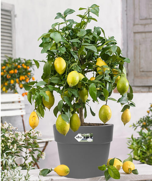 Limón 'Citrus Limon' On Stem XL - Plantas de interior + exterior