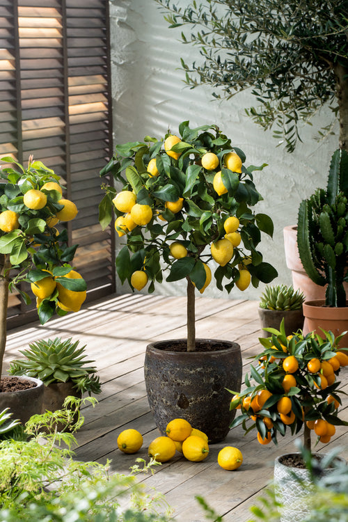 Limón 'Citrus Limon' En Tallo - Plantas de interior + exterior